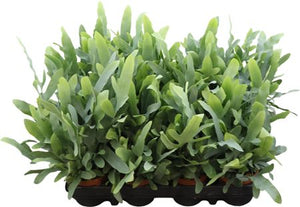 Blue Star Fern (Phlebodium) – 9cm Pot