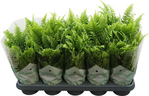 Boston Fern (Nephrolepis exaltata) – 12cm Pot