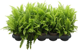 Boston Fern (Nephrolepis exaltata) – 12cm Pot