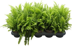Boston Fern (Nephrolepis exaltata) – 12cm Pot