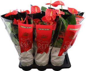 Red Anthurium Houseplant – 17cm Pot, 65cm High