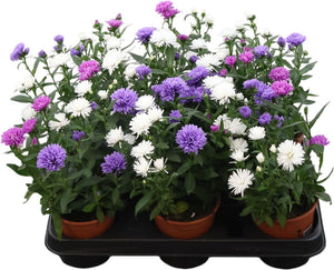 Victoria Carnaval Aster – 11cm Pot