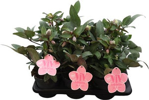 Pink Hellebore ‘Valeria’ – 17cm Pot