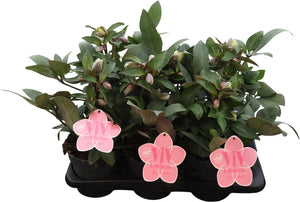 Pink Hellebore ‘Valeria’ – 17cm Pot