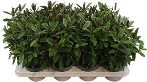 Hebe Donna Eva – 12cm Pot, 32cm Height