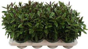 Hebe Donna Eva – 12cm Pot, 32cm Height