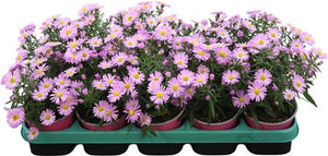 Purple Aster (Aster) – 12cm Pot