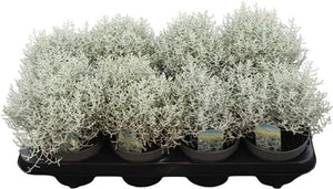 Silver Cushion Bush (Leucophyta brownii) – 13cm Pot