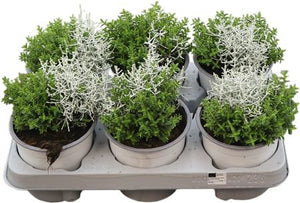 Calocephalus Brownii Silver Bush – 13cm Pot