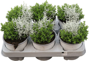 Calocephalus Brownii Silver Bush – 13cm Pot