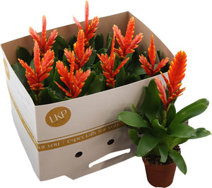 Orange Vriesea ‘Sparkle’ – 10.5cm Pot