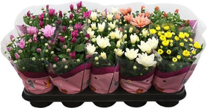 Mixed Chrysanthemum (Chrysanthemum indicum) – 12cm Pot