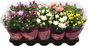 Mixed Chrysanthemum (Chrysanthemum indicum) – 12cm Pot