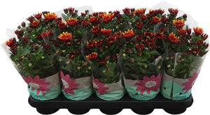 Chrysanthemum ‘Splash Energy’ – 12cm Pot
