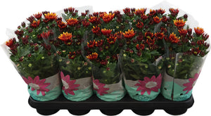 Chrysanthemum ‘Splash Energy’ – 12cm Pot