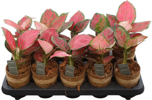 Aglaonema Houseplant – 10cm Pot