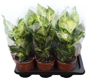 Dieffenbachia Dumb Cane – 17cm Pot, 50cm High