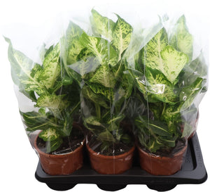 Dieffenbachia Dumb Cane – 17cm Pot, 50cm High