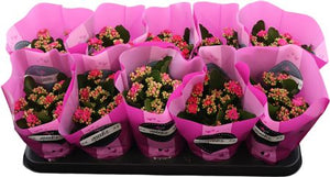 Purple Double Kalanchoe – 10.5cm Pot