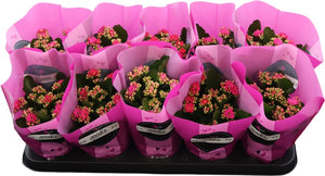 Purple Double Kalanchoe – 10.5cm Pot