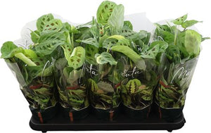 Maranta Fiesta Prayer Plant – 12cm Pot