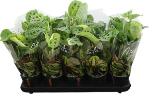 Maranta Fiesta Prayer Plant – 12cm Pot