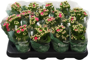 Double-Flowered Kalanchoe – 7cm Pot
