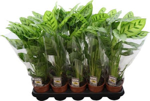 Calathea Leopardina Prayer Plant – 12cm Pot