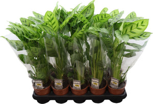 Calathea Leopardina Prayer Plant – 12cm Pot