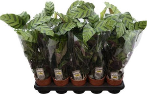 Calathea Houseplant – 12cm Pot, 55cm High