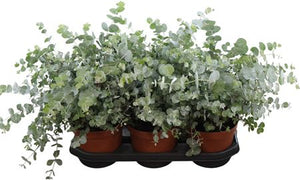 Eucalyptus ‘Silver Dollar’ – 19cm Pot, 45cm High