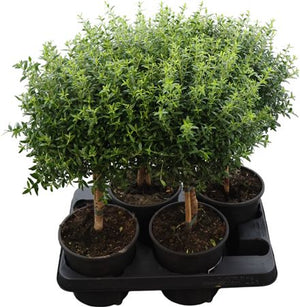 Common Myrtle (Myrtus communis) – 15cm Pot, 50cm High