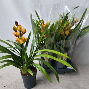 Cymbidium Orchid – 14cm Pot, Approx. 65cm