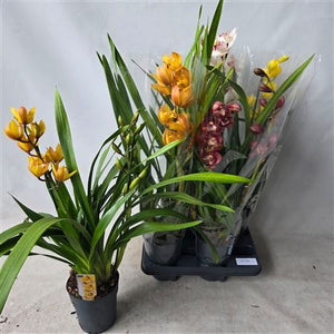 Mixed Cymbidium Orchid – 14cm Pot, 65cm High