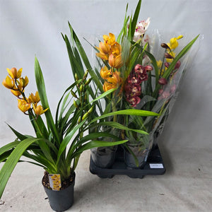 Mixed Cymbidium Orchid – 14cm Pot, 65cm High