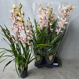 White Cymbidium Orchid – 14cm Pot, 80cm Tall