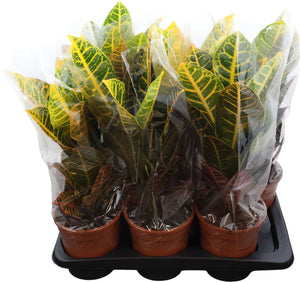 Petra Croton (Codiaeum variegatum) – 17cm Pot