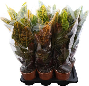 Croton ‘Excellent’ (Codiaeum variegatum) – 17cm Pot