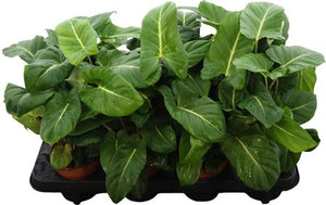 Adelonema crinipes Houseplant – 12cm Pot