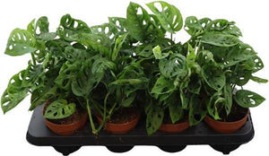 Swiss Cheese Plant (Monstera adansonii) – 12cm Pot