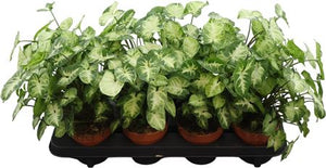 Syngonium Pixie Arrowhead Plant – 12cm Pot
