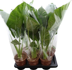 Alocasia macrorrhiza Elephant Ear Plant – 17cm Pot
