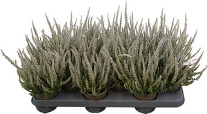 Grey Heather (Calluna vulgaris) – 11cm Pot