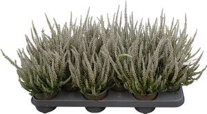 Grey Heather (Calluna vulgaris) – 11cm Pot