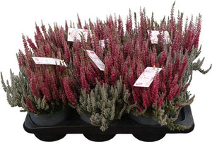 Calluna vulgaris ‘Garden Girls’ Fluffy Duo – 17cm Pot