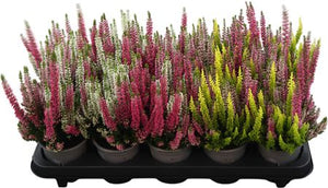 Red Heather (Calluna vulgaris) – 10.5cm Pot
