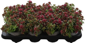 Dark Pink Sedum spurium ‘Spot On’ – 13cm Pot