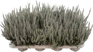 Garden Girls Heather (Calluna vulgaris) – 11cm Pot