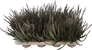 Calluna Garden Girls Sunset Twins Heather – 11cm Pot