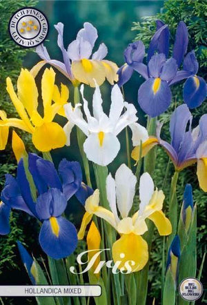 Mixed Dutch Iris Bulbs (Iris hollandica) – Pack of 15